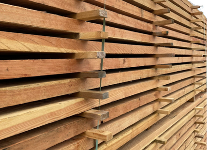 European Larch