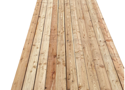 European Larch